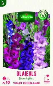 Glaïeuls Grande Fleur Violet en Mélange (x10)